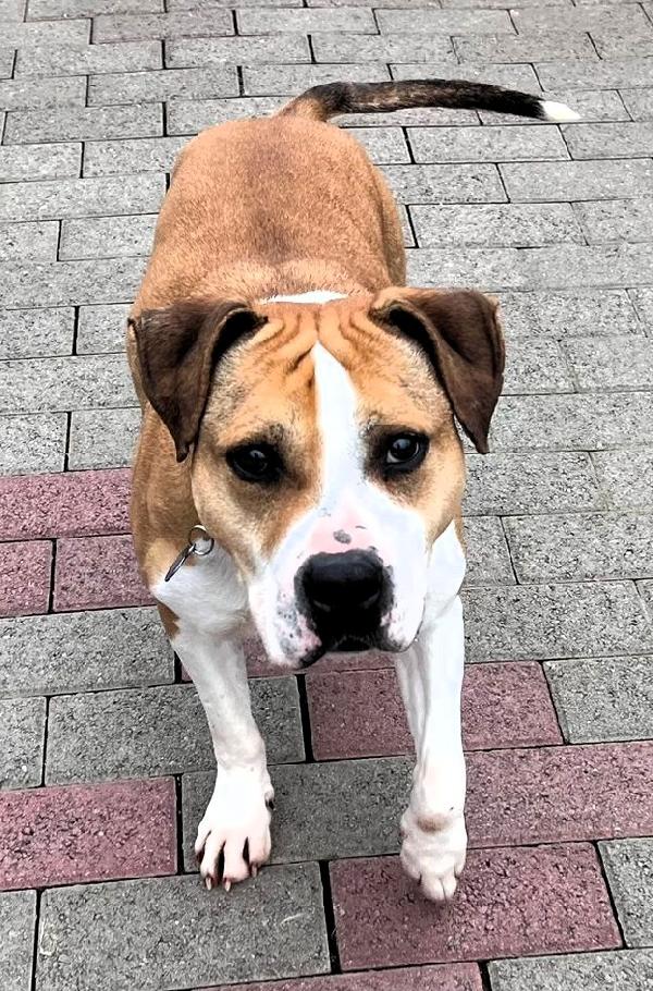 GOLD BELLISSIMO AMSTAFF Foto 8